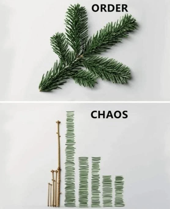 An intact evergreen branch labeled ORDER, above the same branch dismantled into neat columns of stems and needles labeled CHAOS.